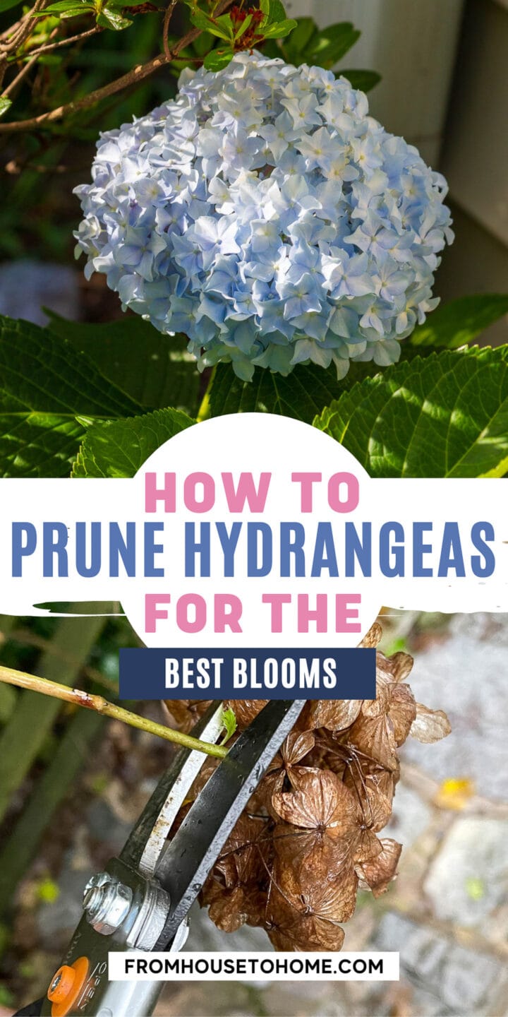 Pruning Hydrangeas (The Ultimate Guide)