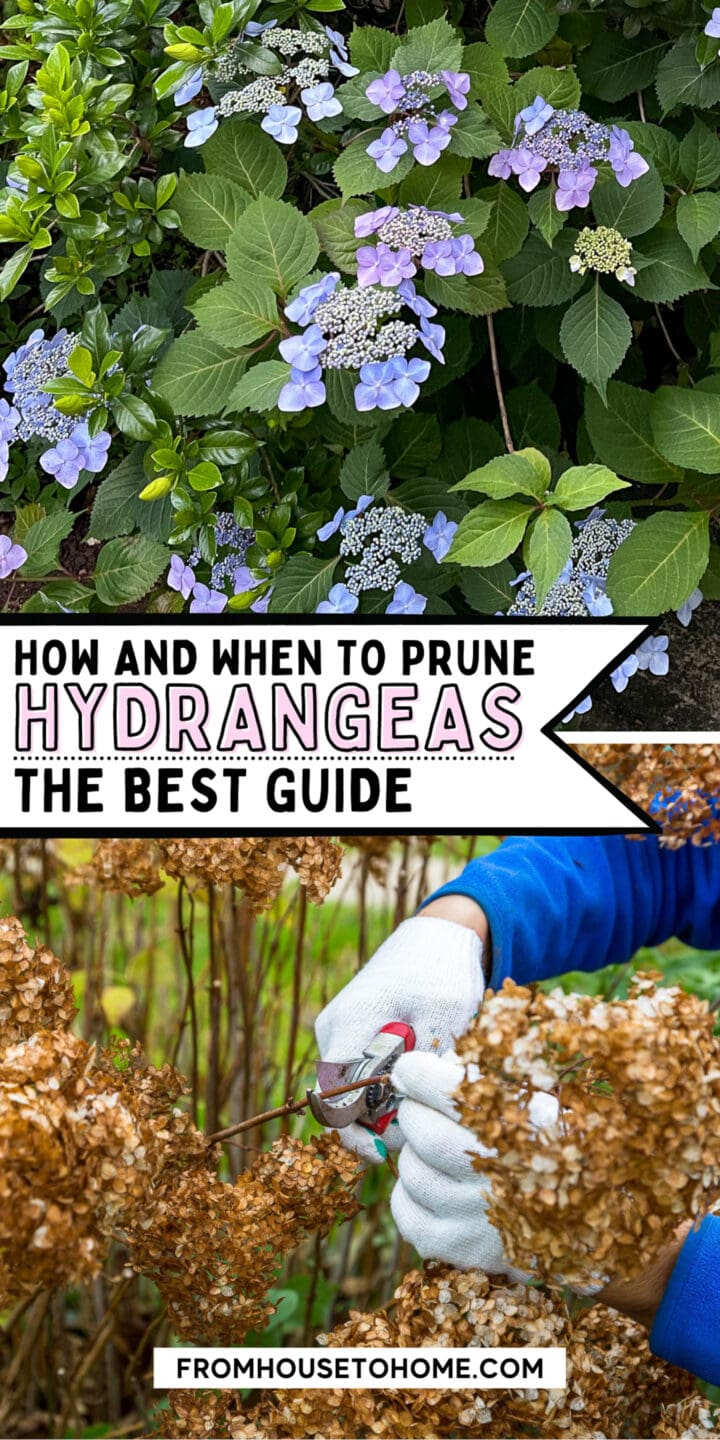 Pruning Hydrangeas (The Ultimate Guide)