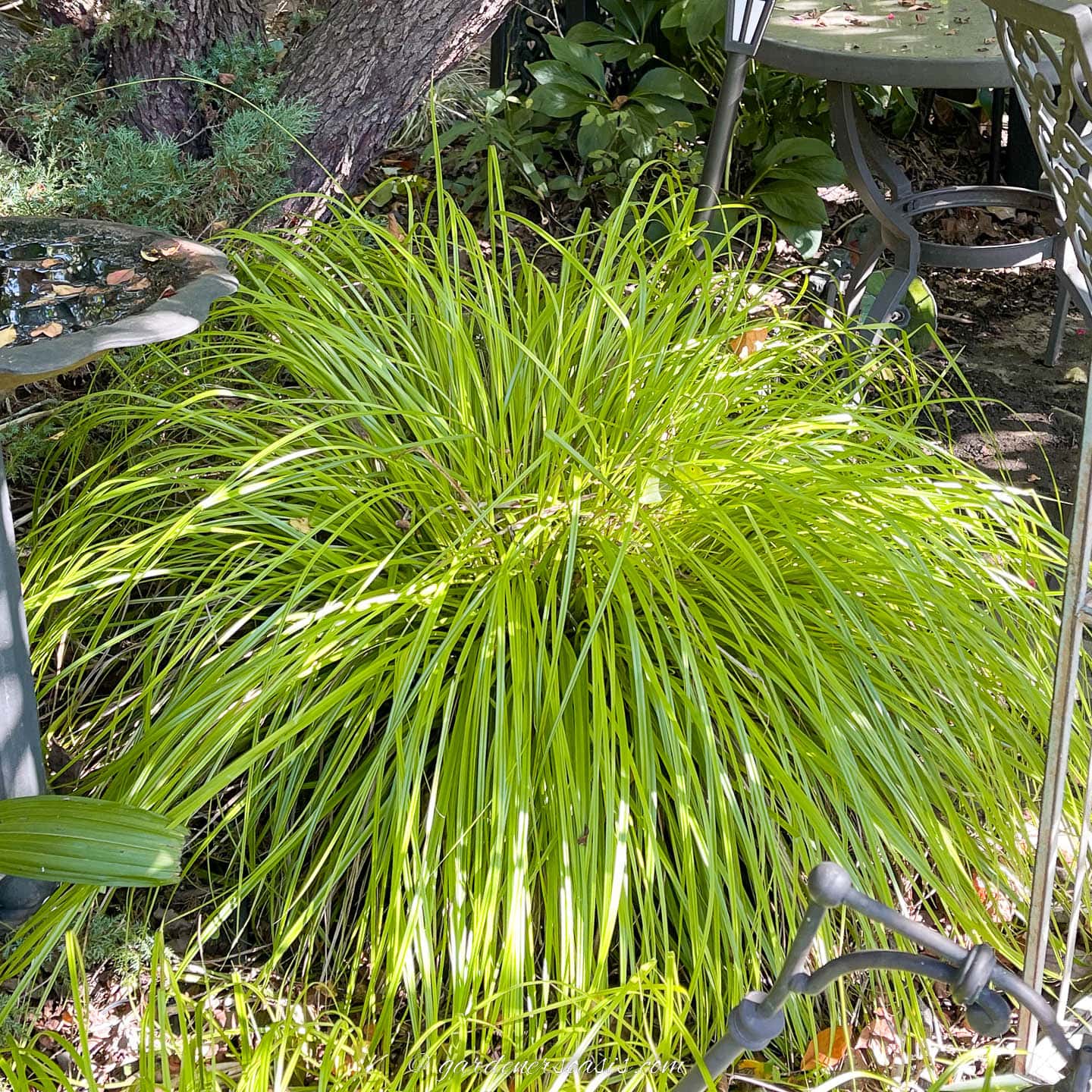 Yellow sedge
