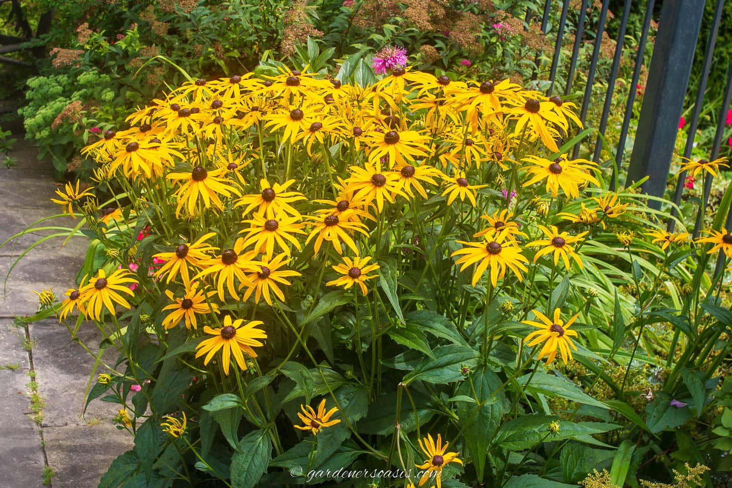Black-eyed Susan