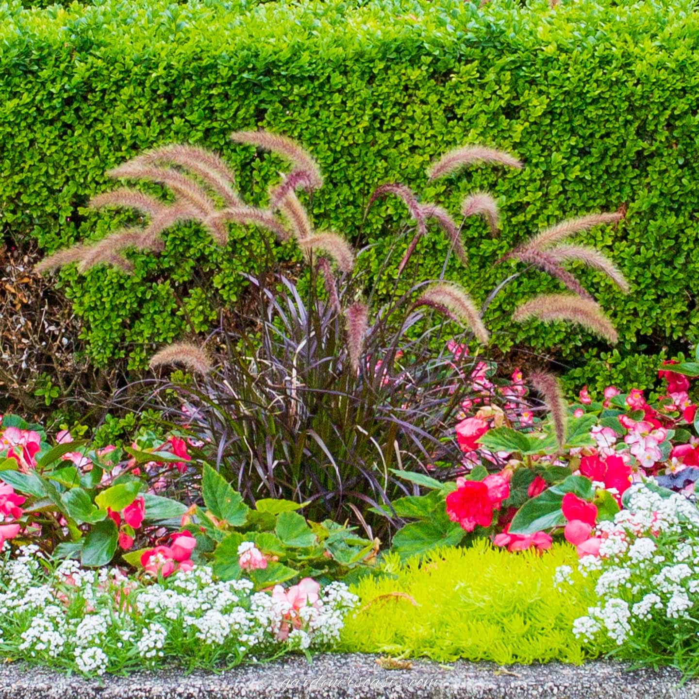 Purple fountain grass with sedum and sweet alyssum
