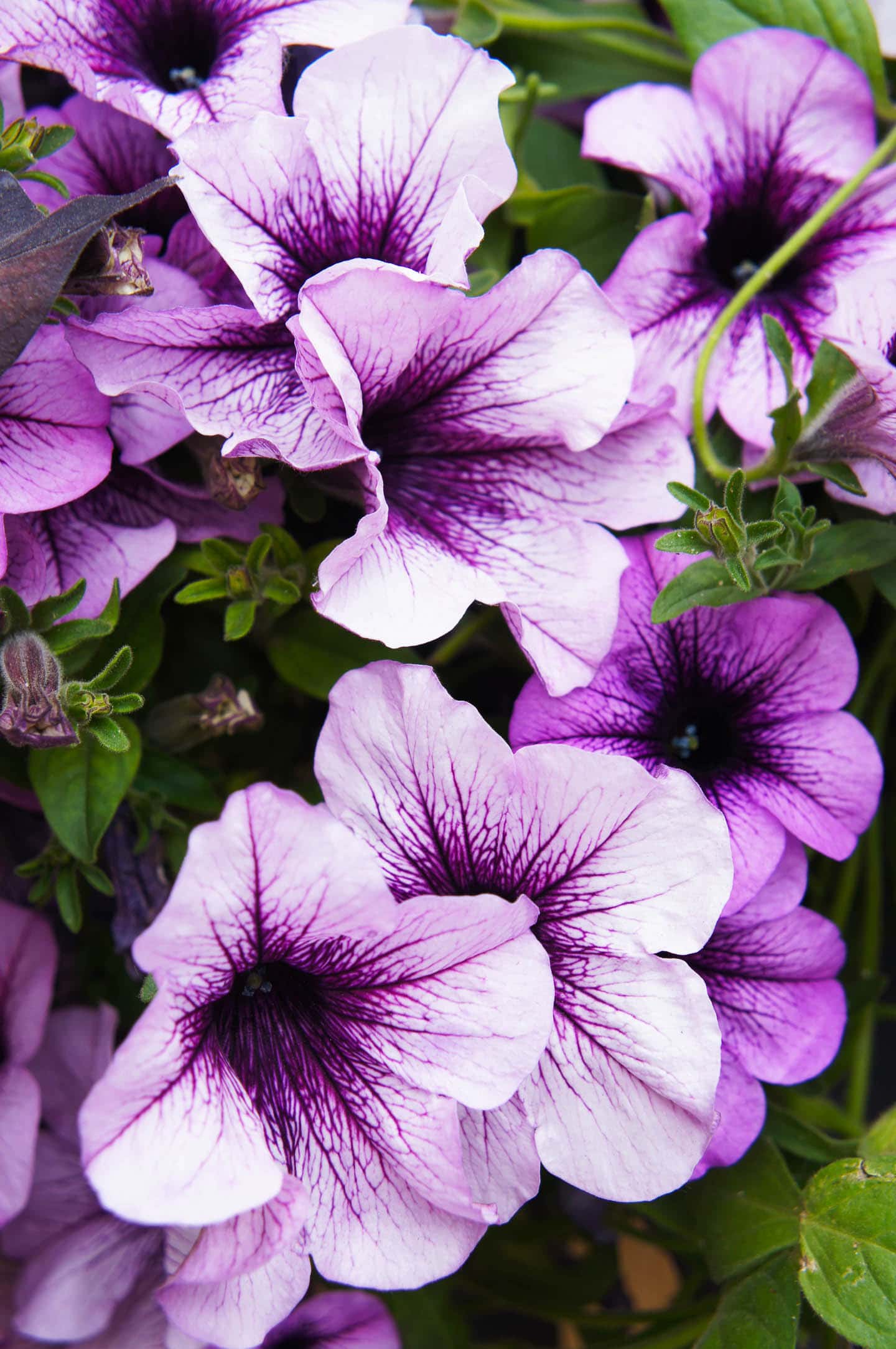 Purple supertunias