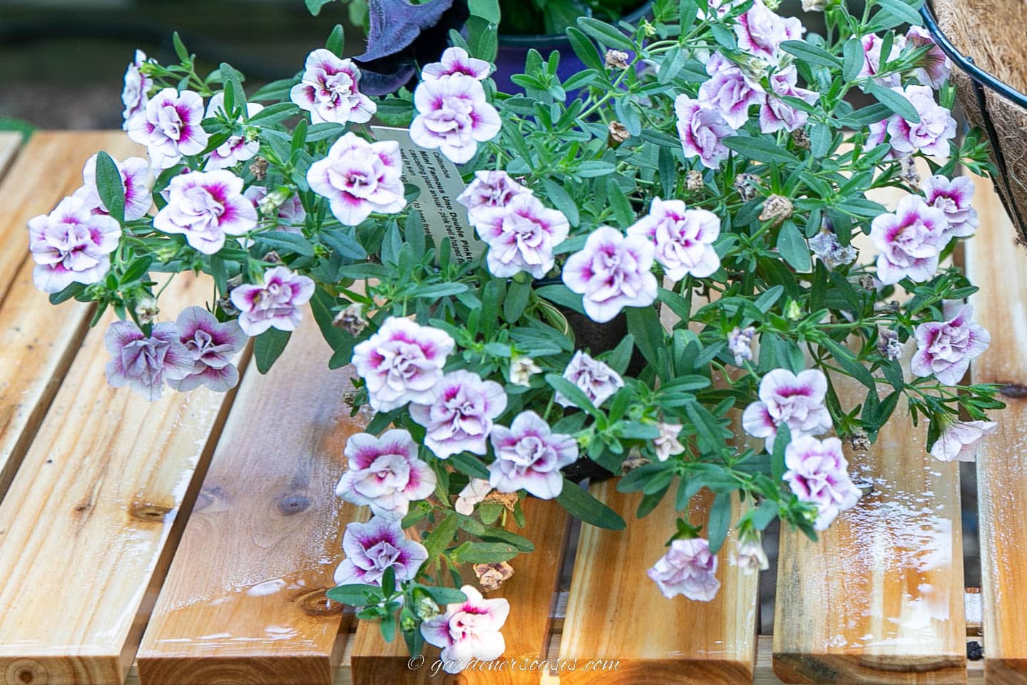 Pink and purple Calibrachoa