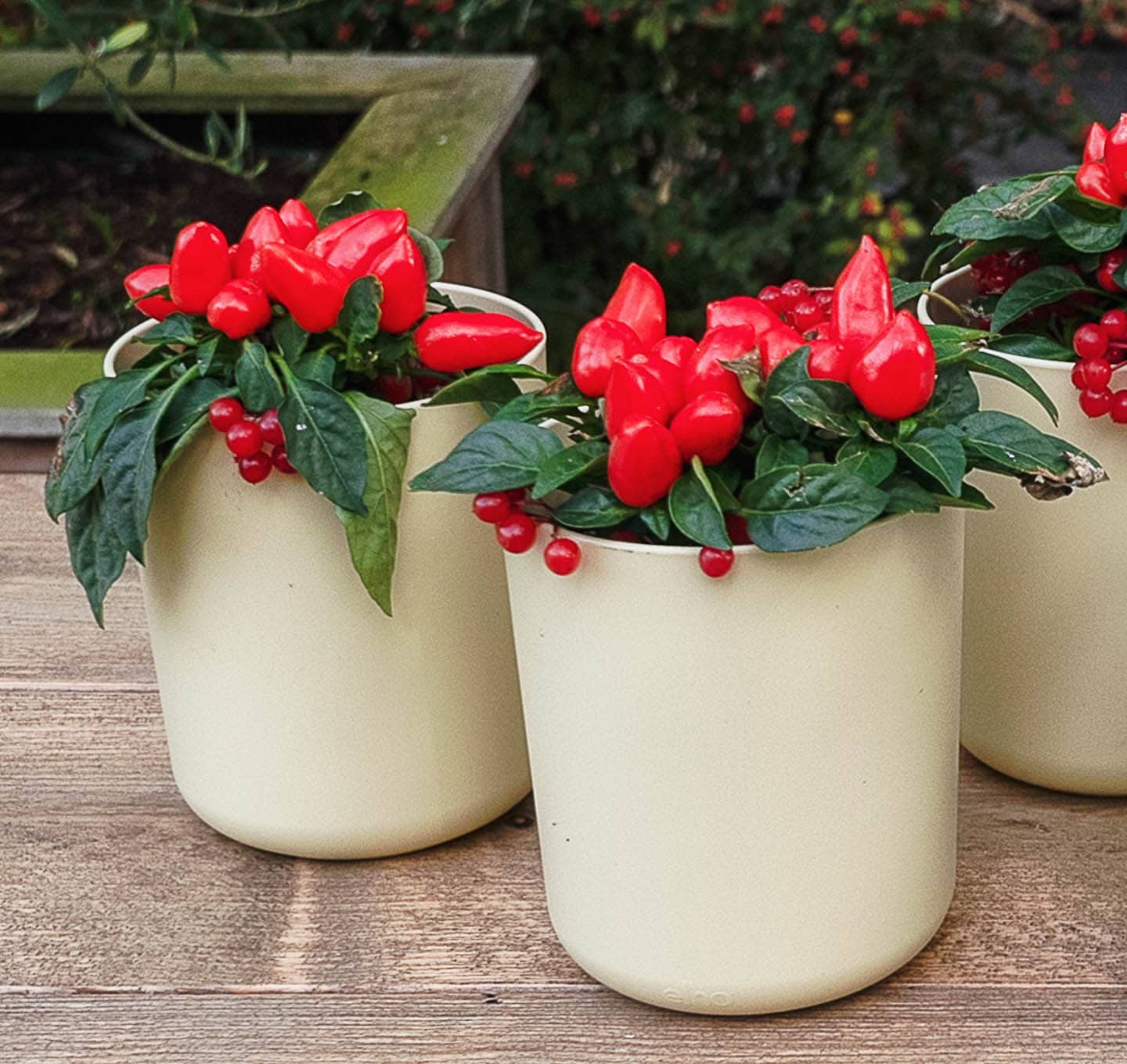 Ornamental peppers in containers