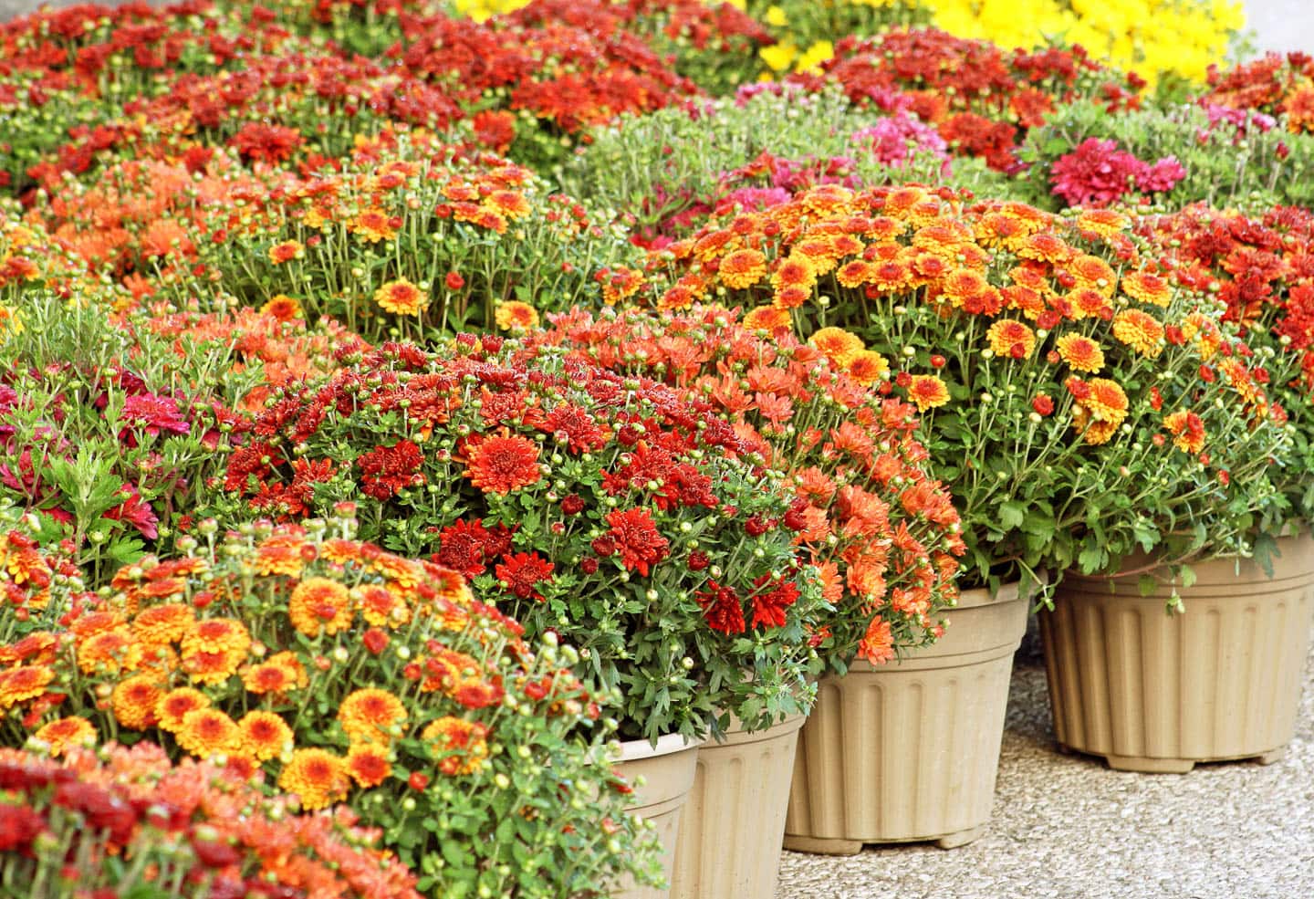 Chrysanthemums in pots