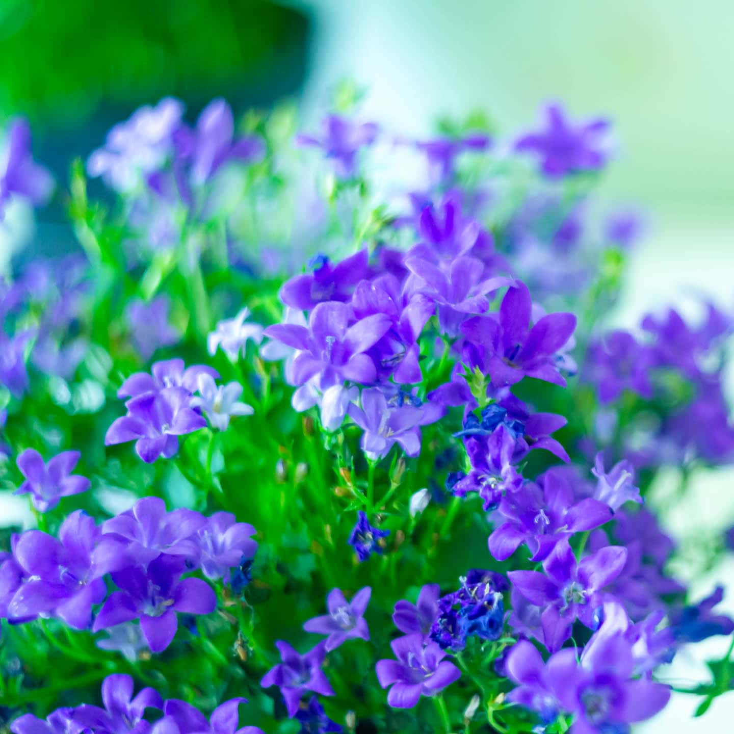 blue flowers of browallia speciosa