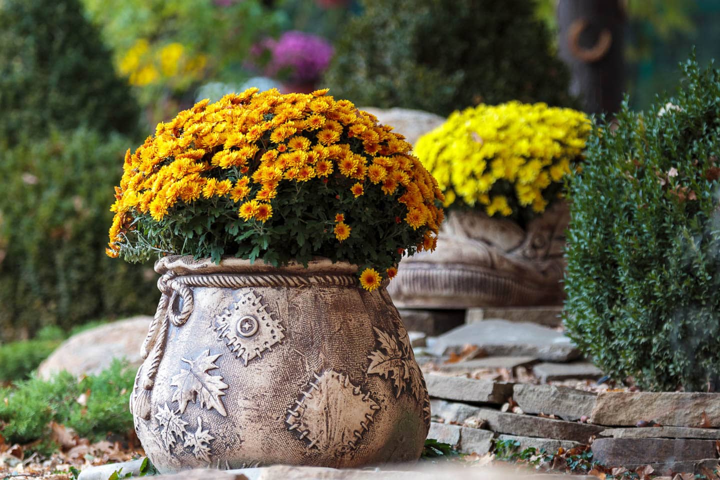 Large pot of orange mums in front of a pot of yellow mums