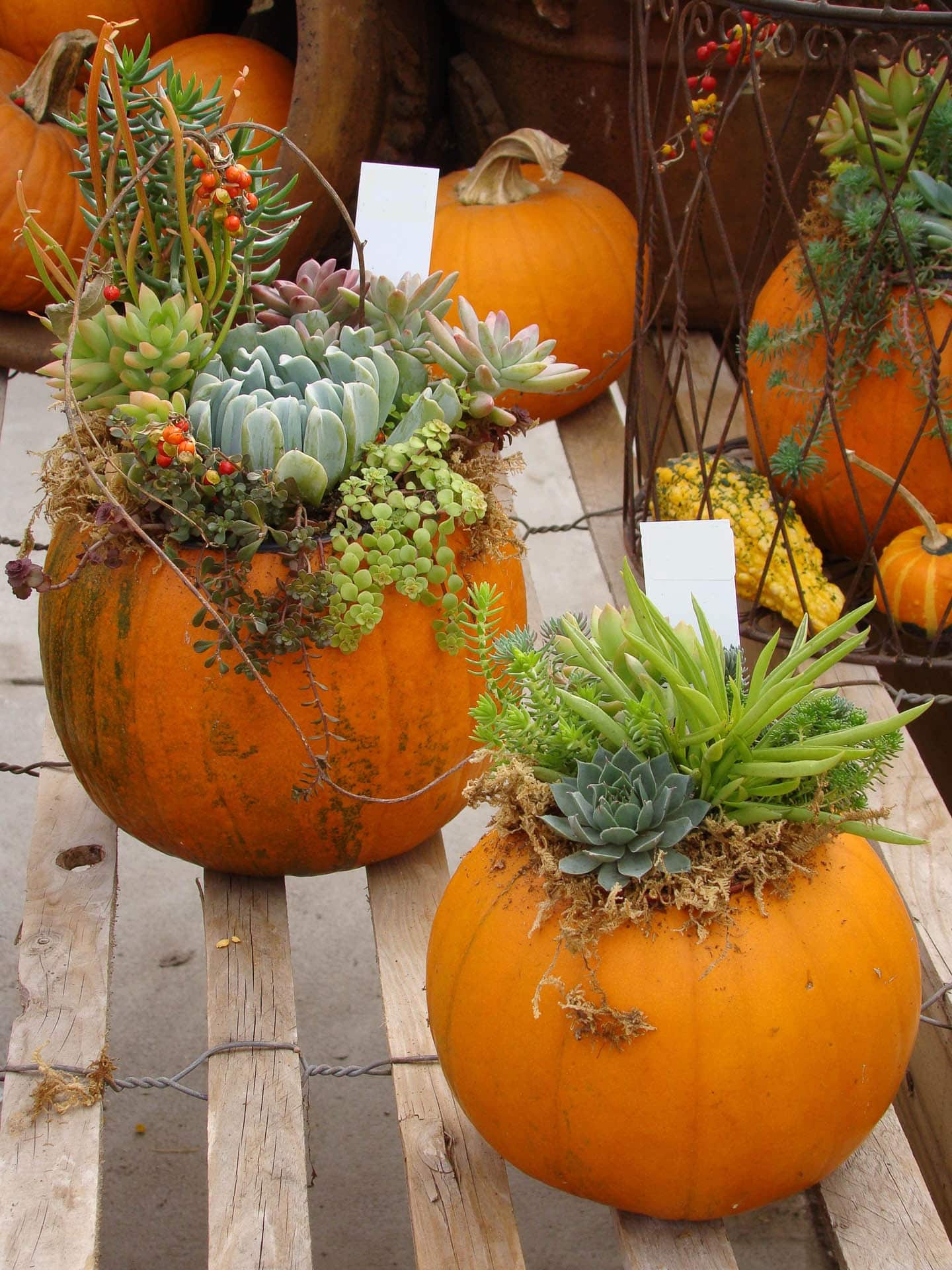 Pumpkins with succulents planted in them