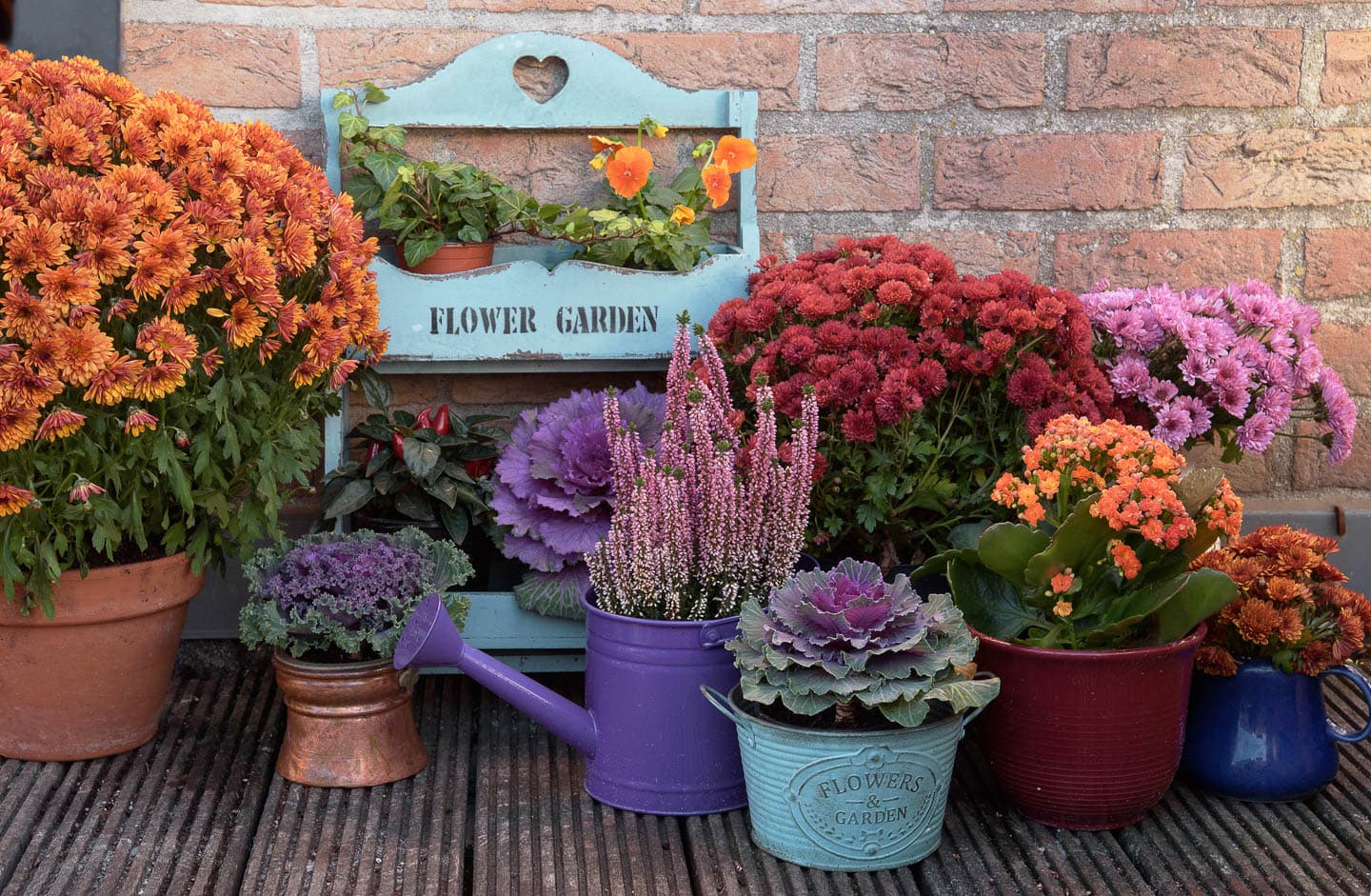 A group of fall different fall planters containing orange Mums, ivy, pansies, ornamental peppers, scotch heather and ornamental cabbage