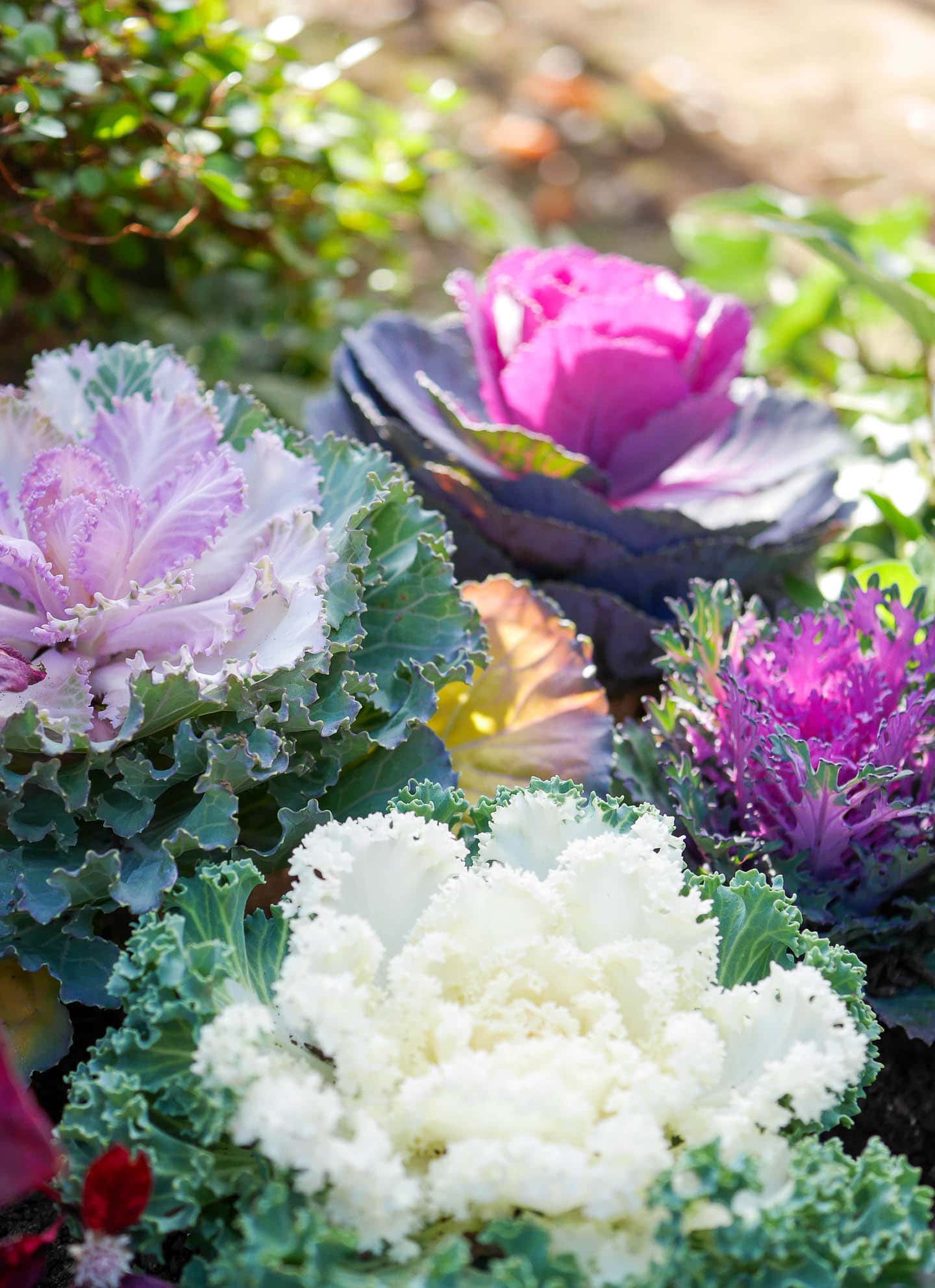 A group of 4 pink, white, purple and green ornamental kale plants
