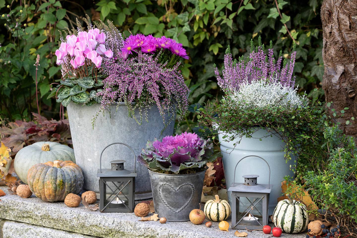Large fall planters with cyclamen, asters, heather, licorice plant and ornamental kale surrounded by blue and white pumpkins and lanterns