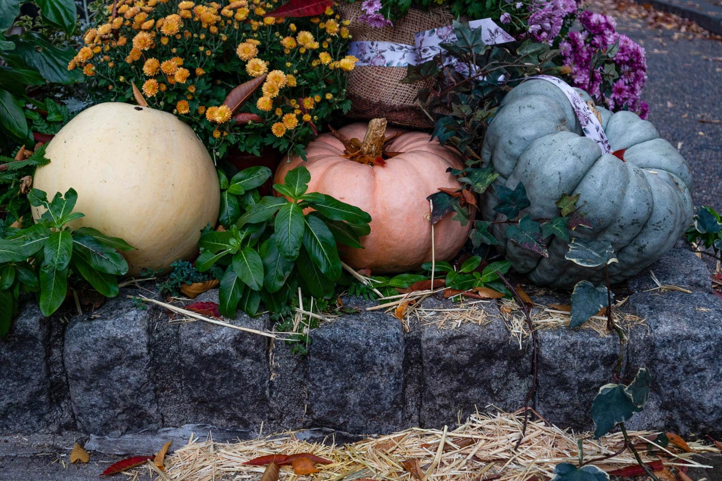 White, pink and blue pumpkins in front of orange and purple Chrysanthemums