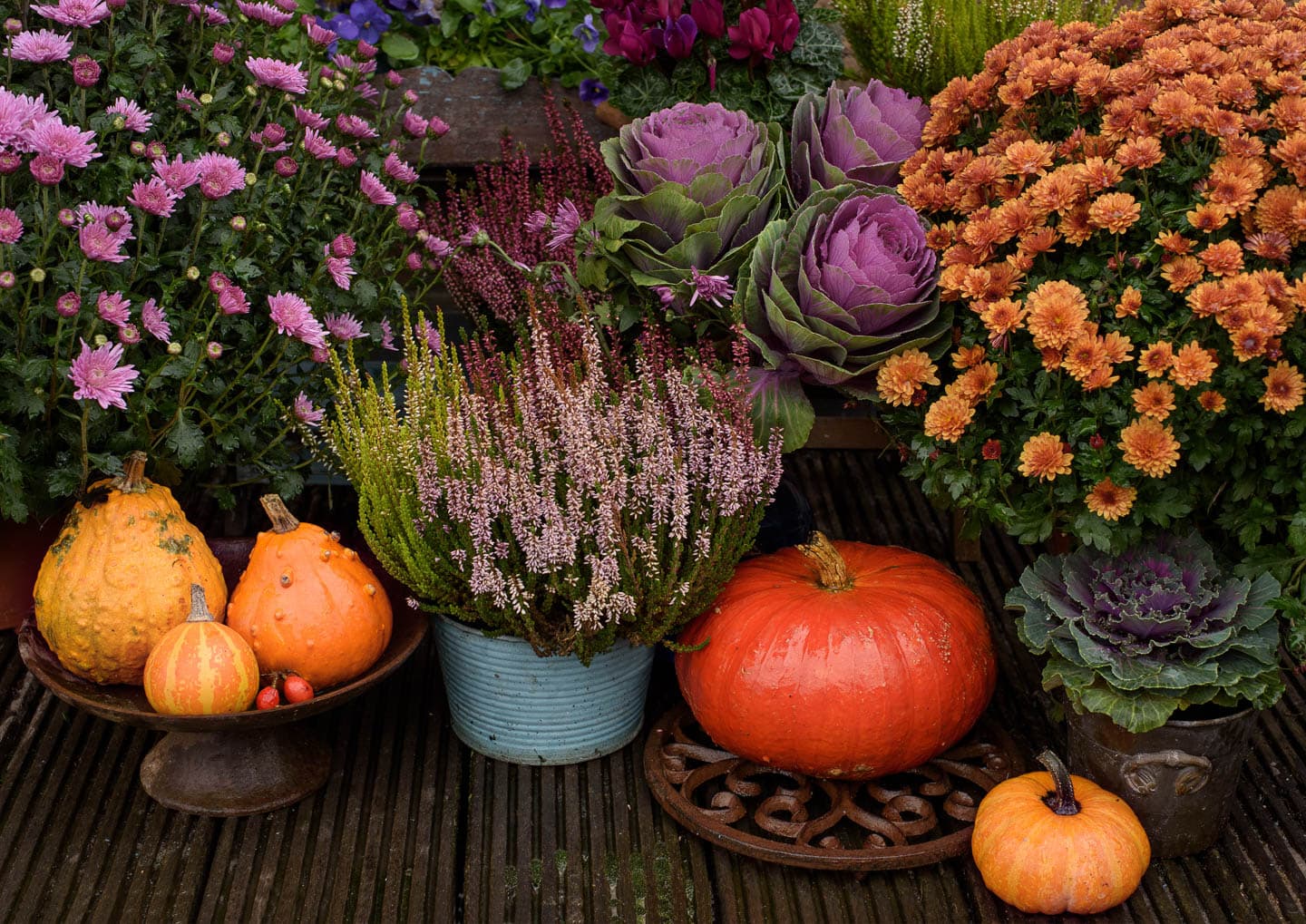 Front porch display with purple and orange mums, purple ornamental kale and scotch heather combined with gourds and pumpkins