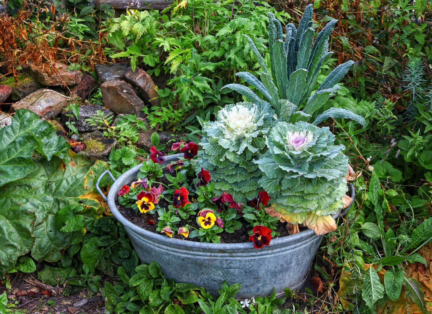 Pansies and ornamental kale planted in a tin wash bucket