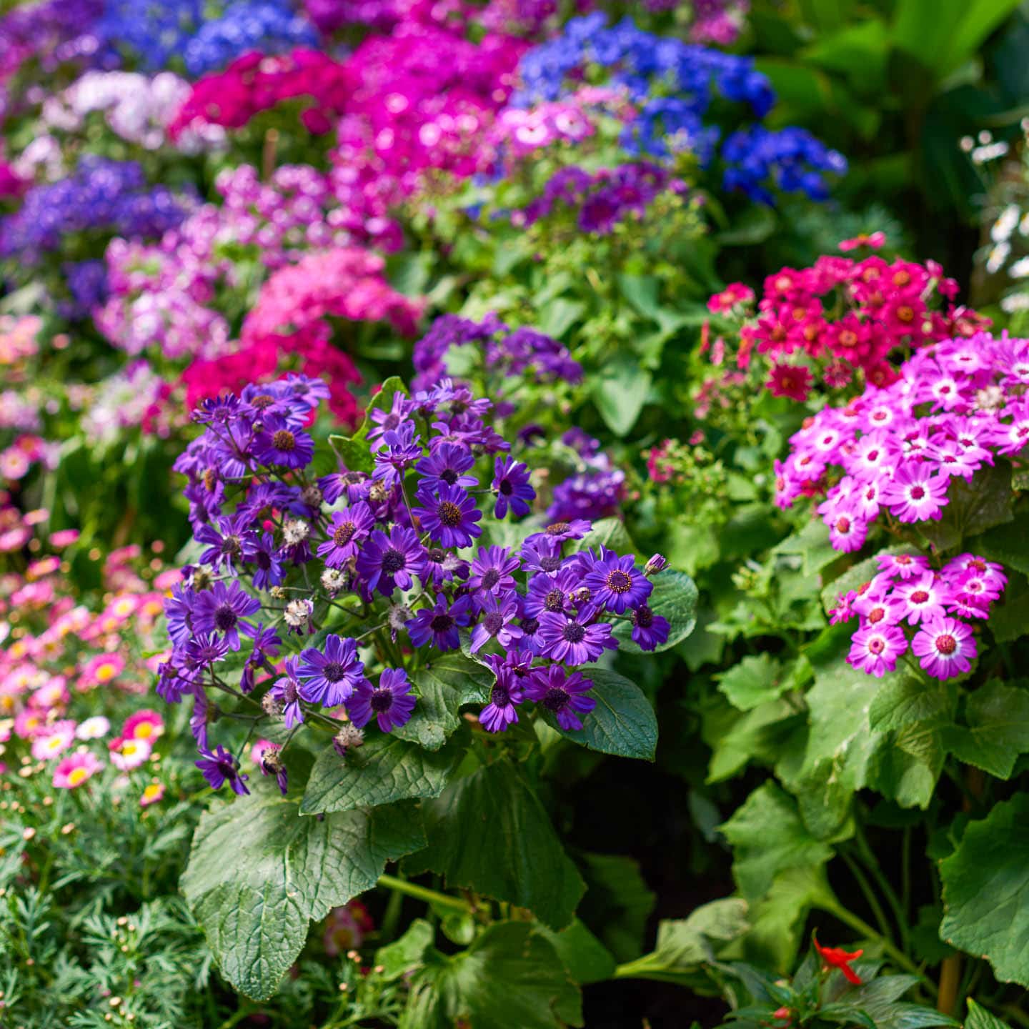 Pink, purple, blue and red primrose flowers