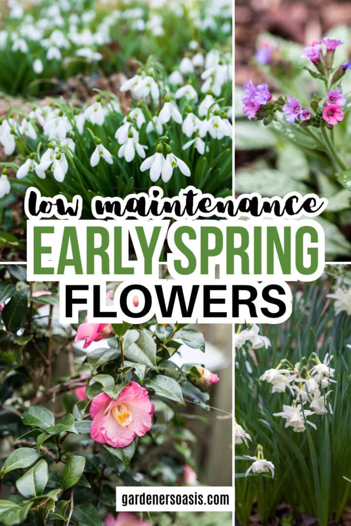 A collage of early spring flowers with the text "low maintenance early spring flowers" written across the middle