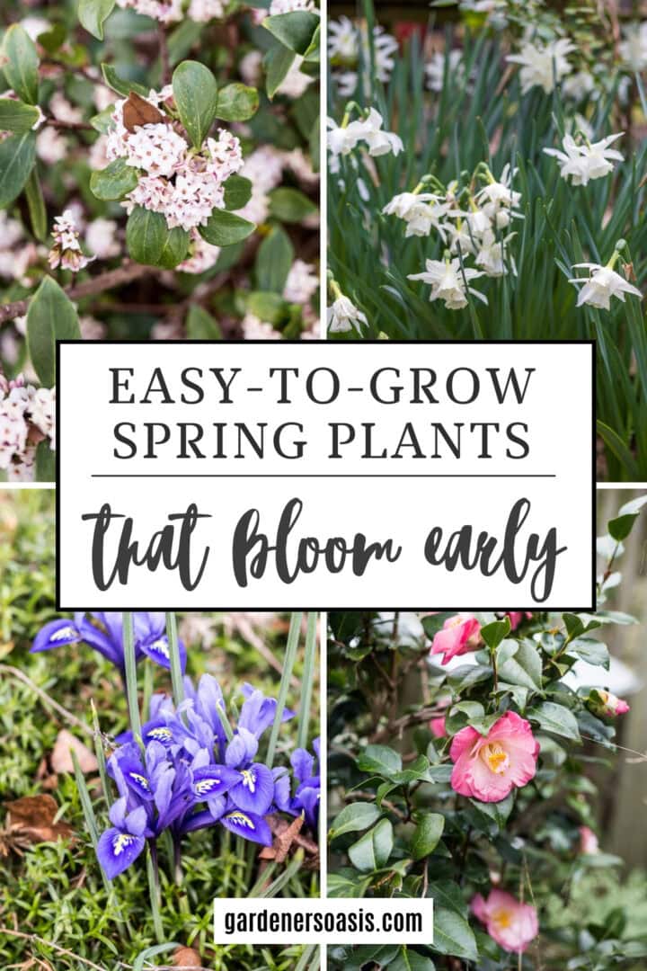 A collage of early spring plants with the text "Easy To Grow Spring Plants That Bloom Early" written across the middle