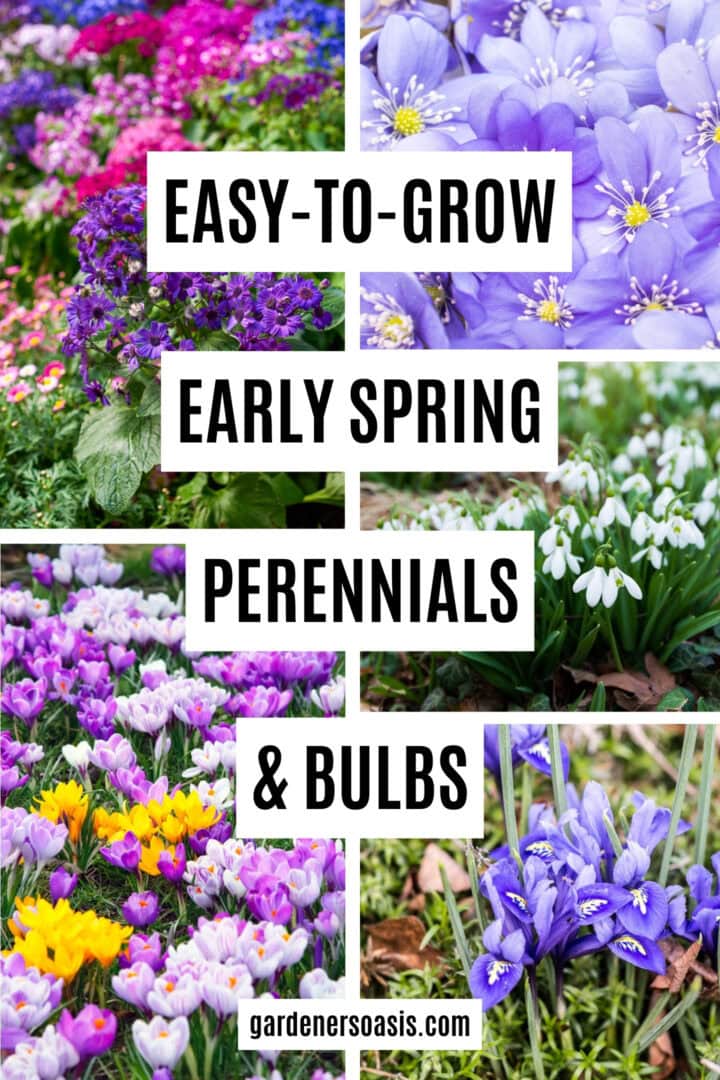 A collage of early spring plants with the text "easy-to-grow early spring perennials & bulbs" written down the center.