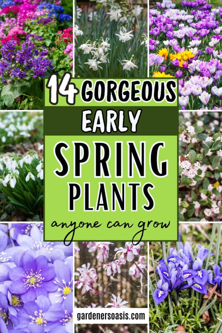 A collage of early spring plants with the text "14 gorgeous early spring plants anyone can grow" written in a green overlay in the middle.