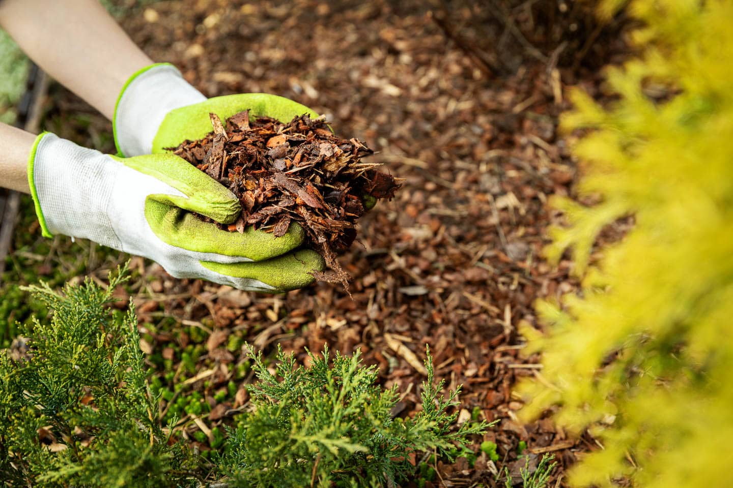 Hands spreading mulch in the garden