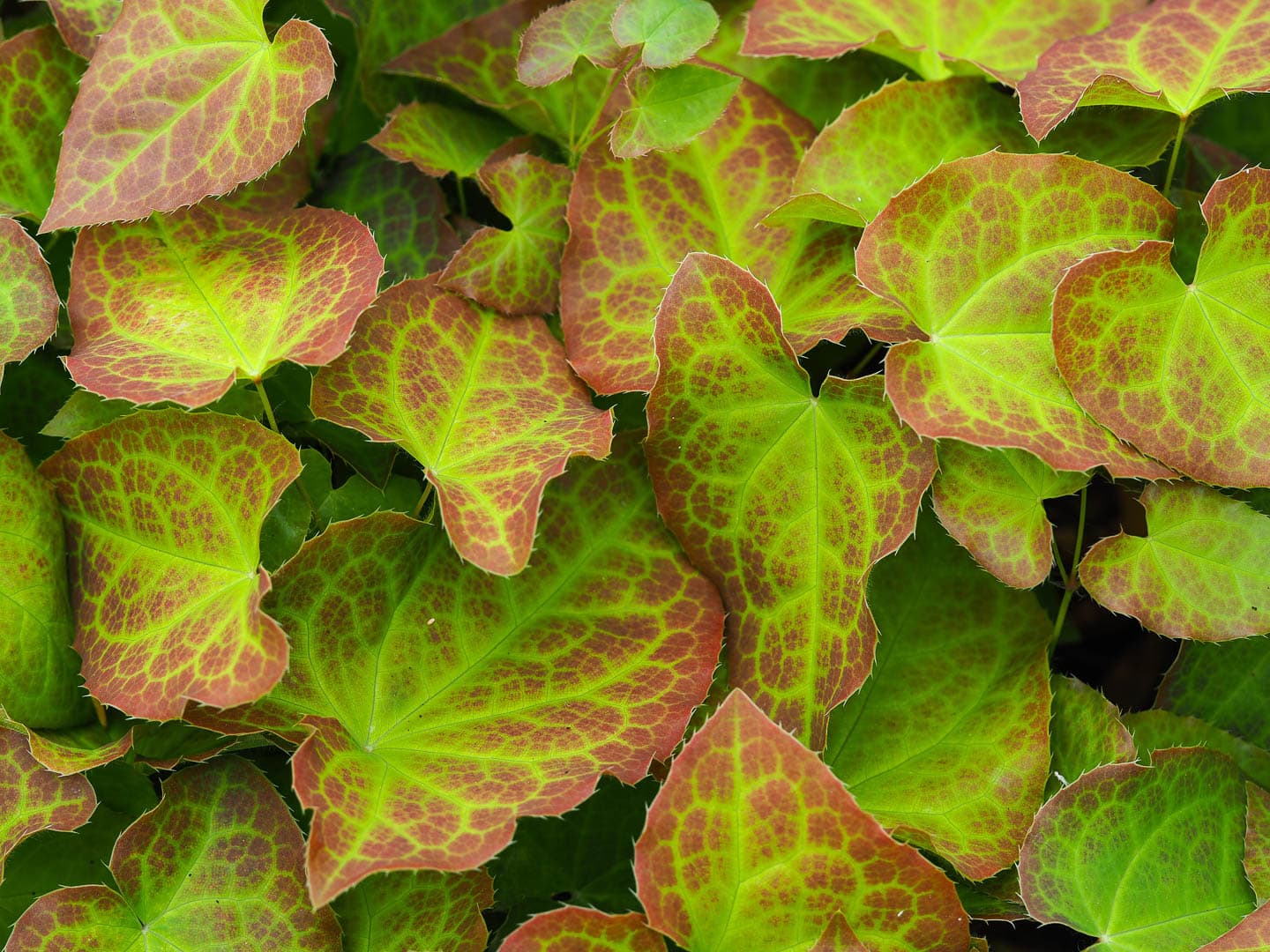 Epimedium versicolor