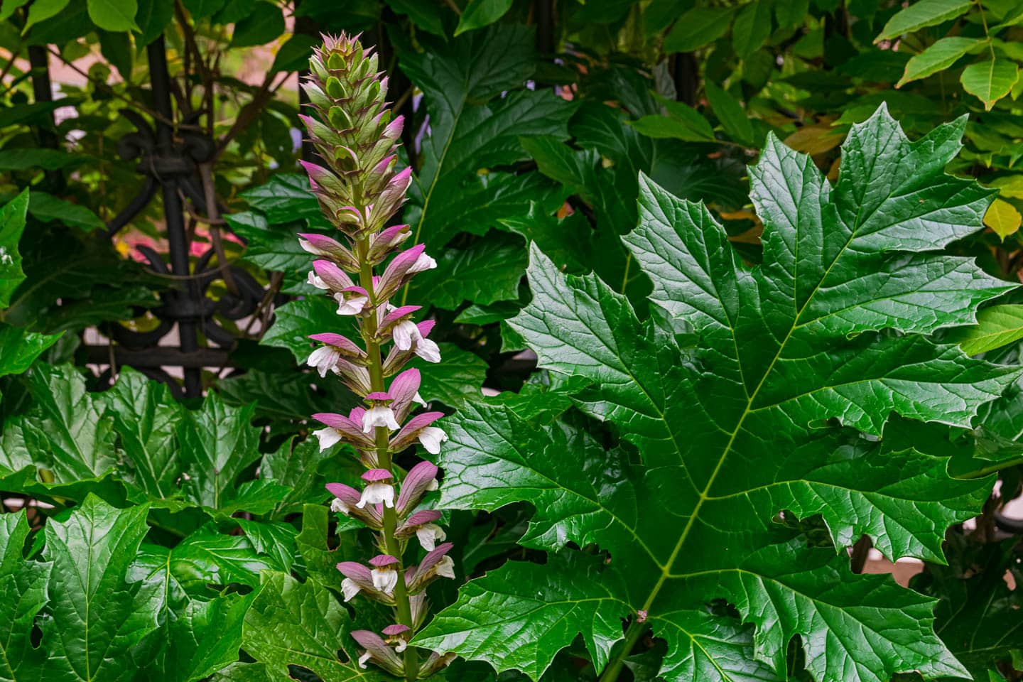 Bear's breeches in bloom