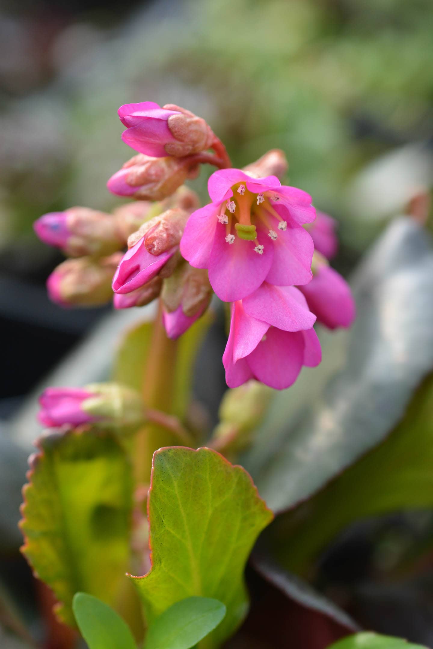 Close up of Winter Glow Bergenia flower