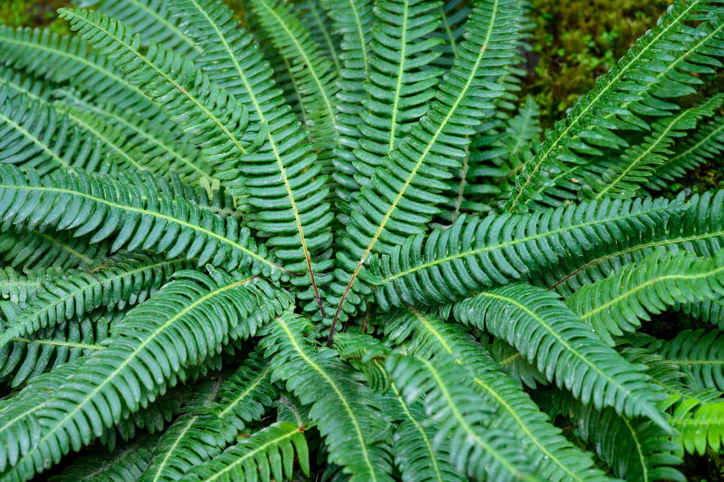 Deer fern
