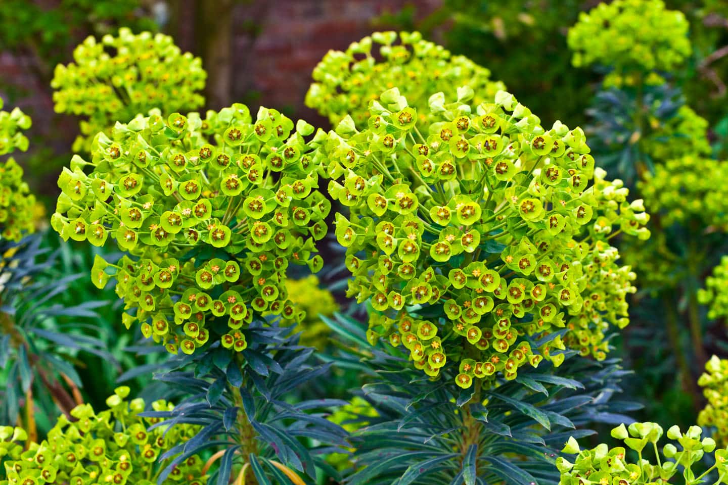 Euphorbia flowers