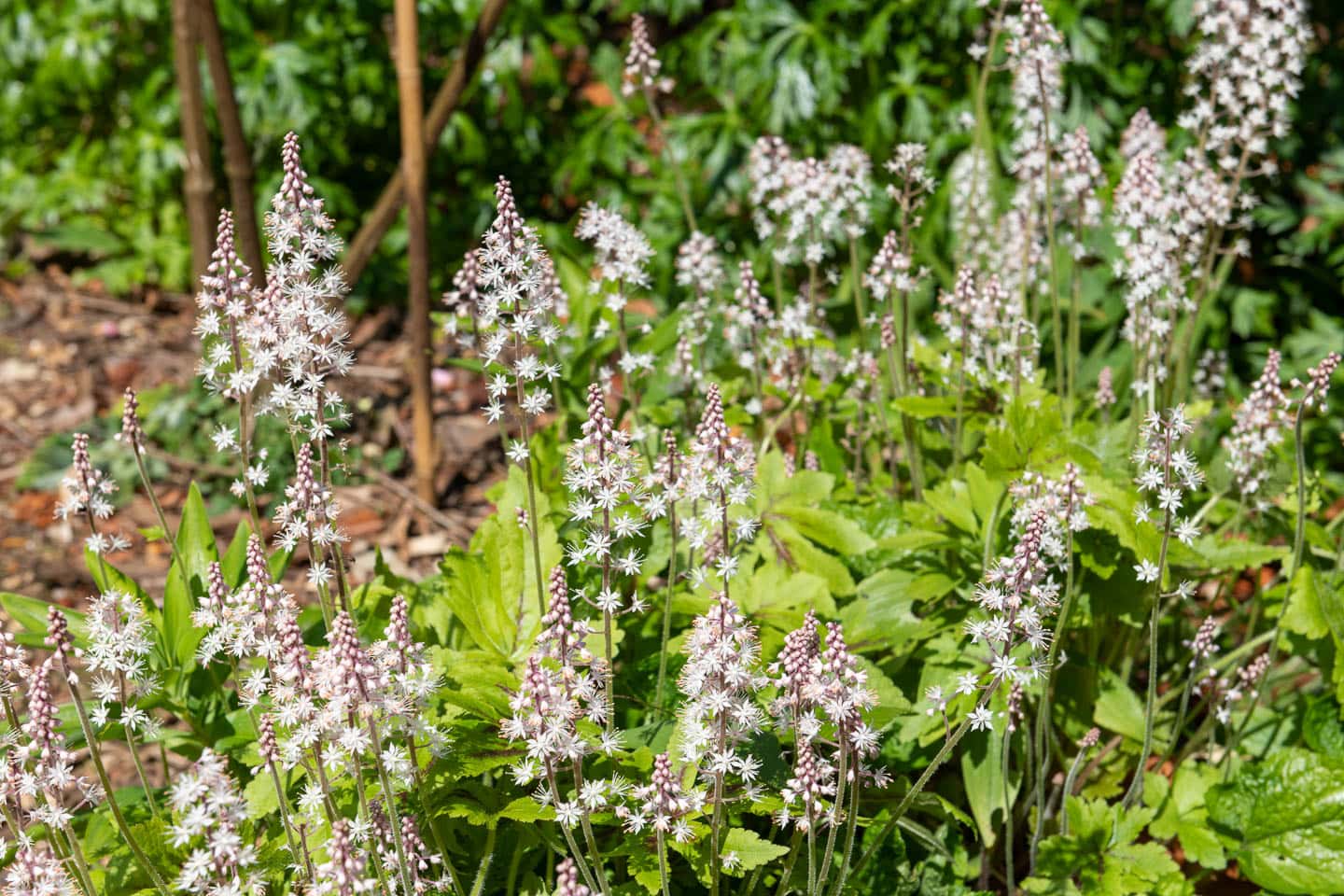 Tiarella with white flowers