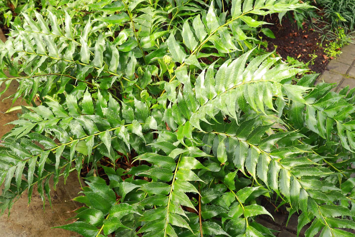 Holly fern
