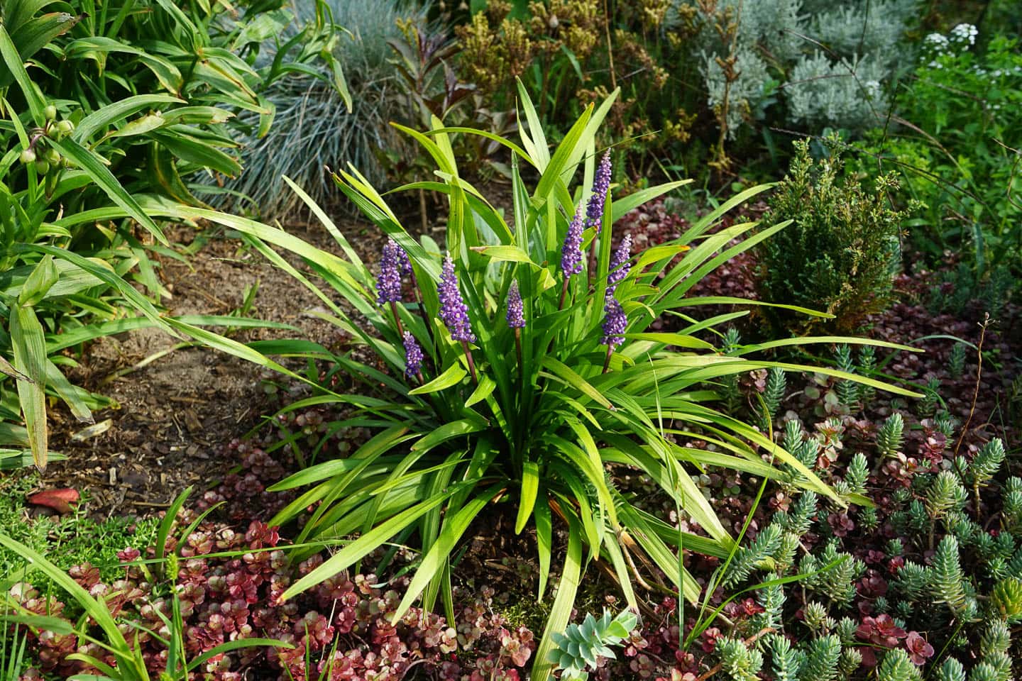 Liriope muscari 'Moneymaker'