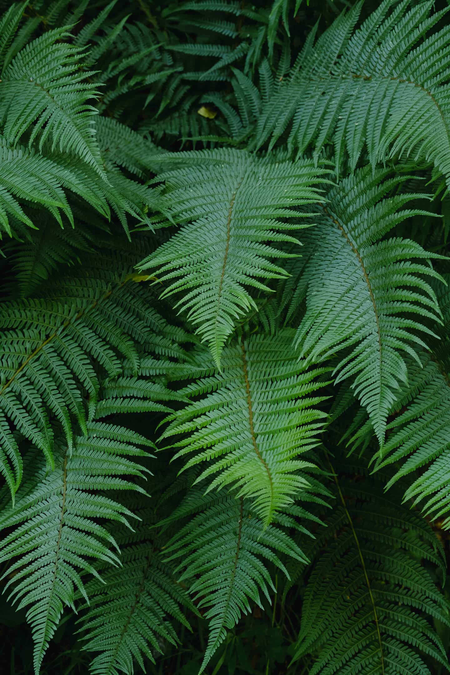 Male fern