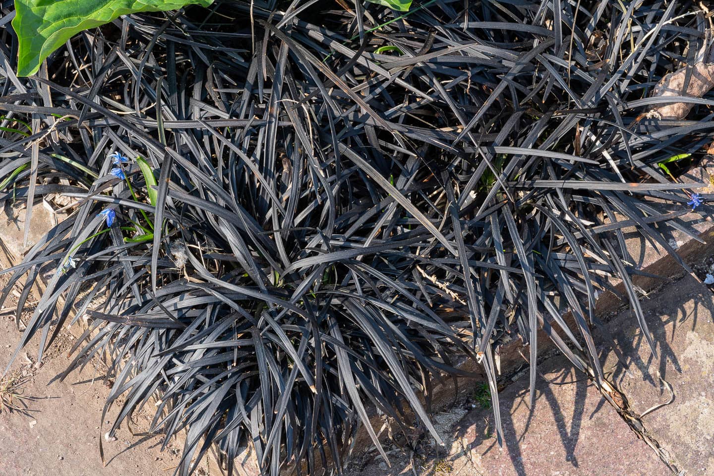Black Mondo grass
