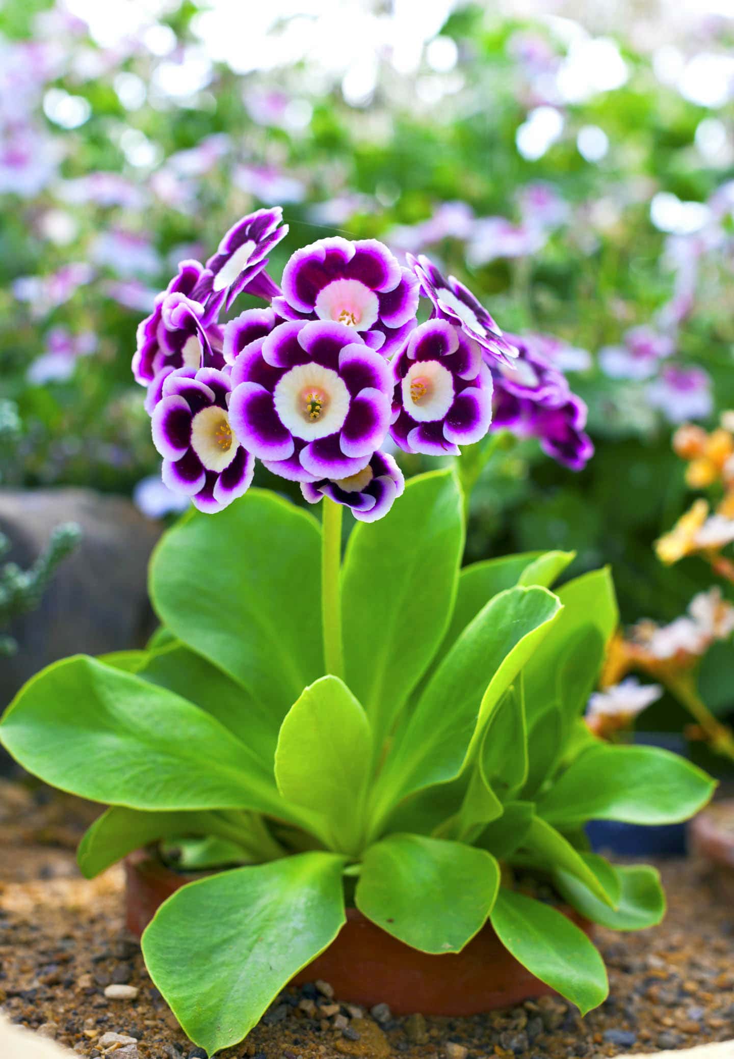 Primula auricula