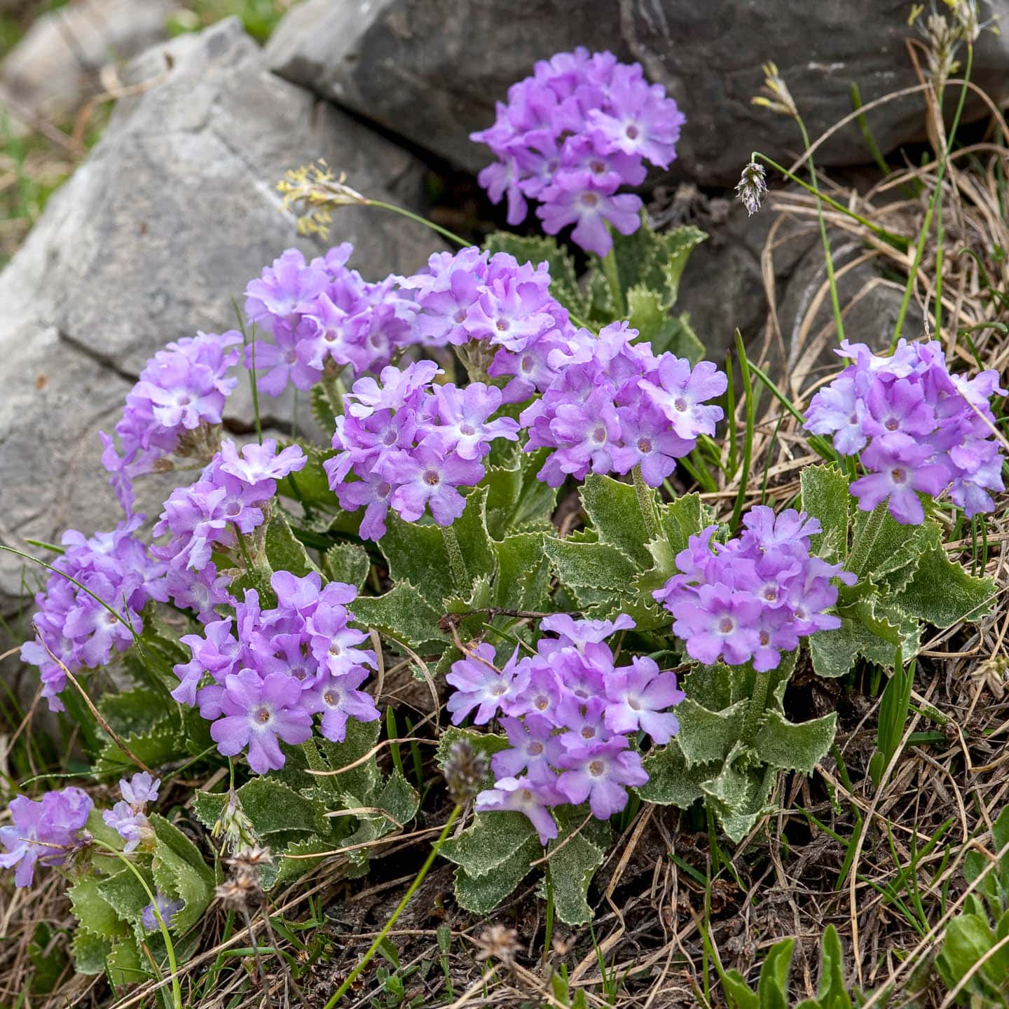Primula marginata with purple flowers