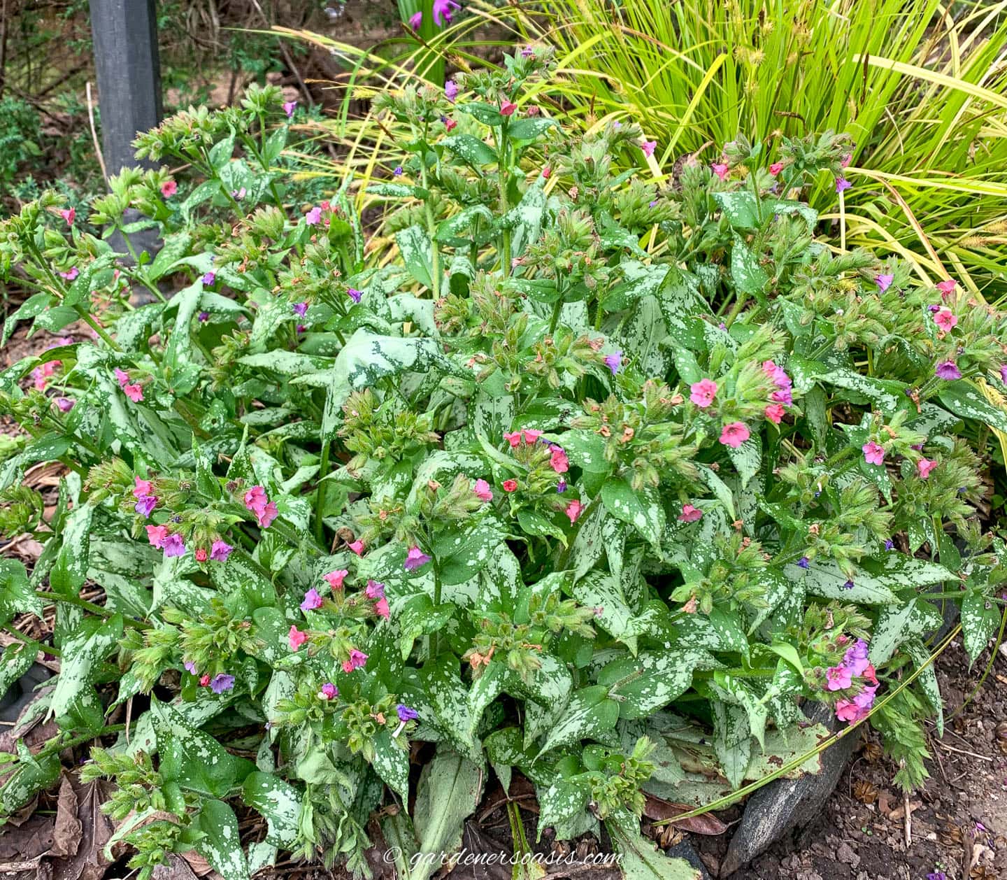 Pulmonaria 'Silver Bouquet'