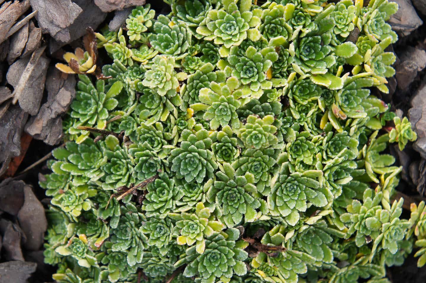Saxifraga paniculata