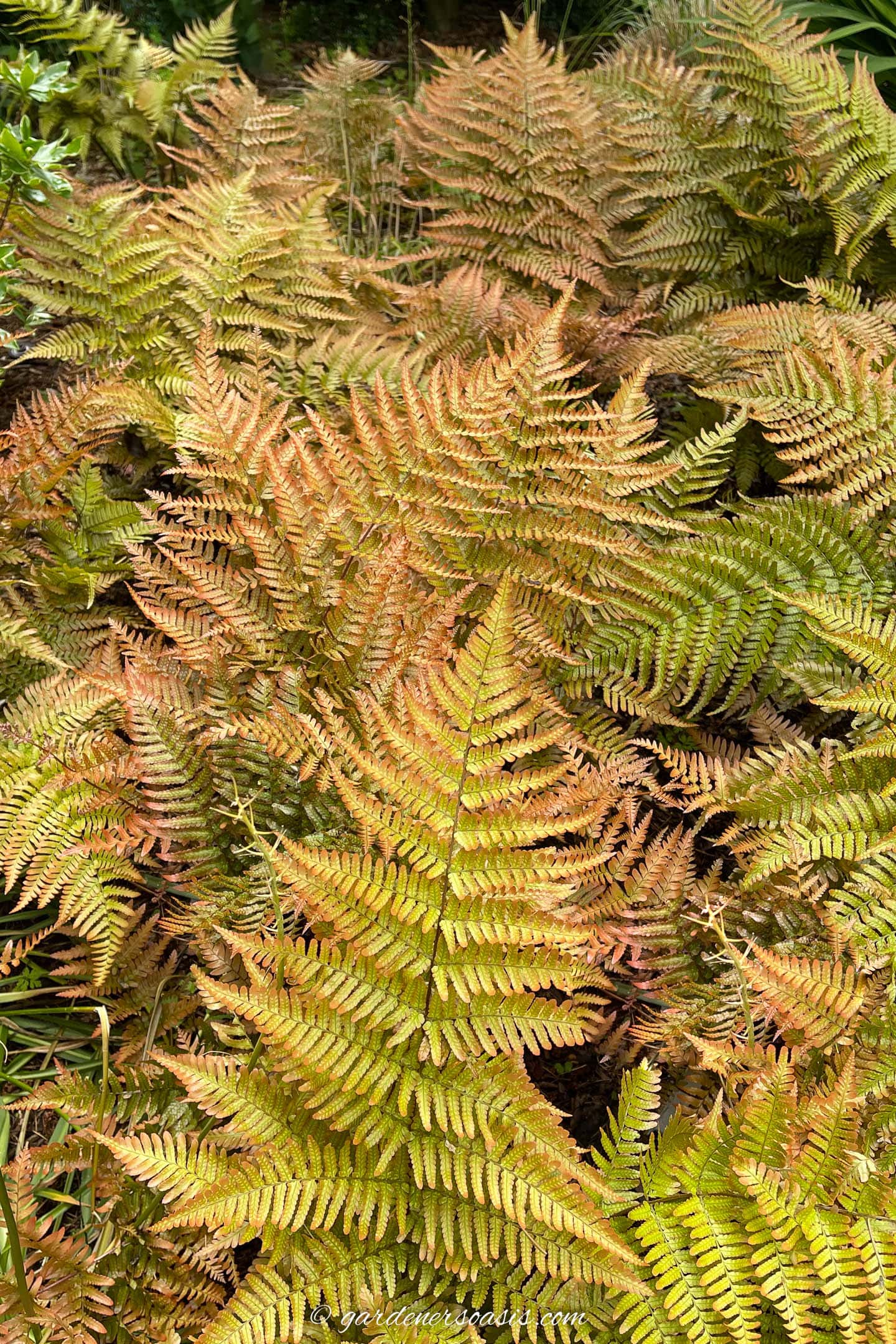 Autumn Fern (Dryopteris erythrosora)