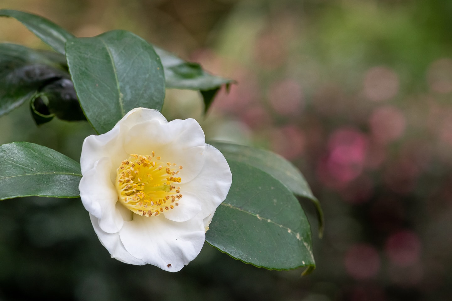 Close up of a Camellia sinensis flower