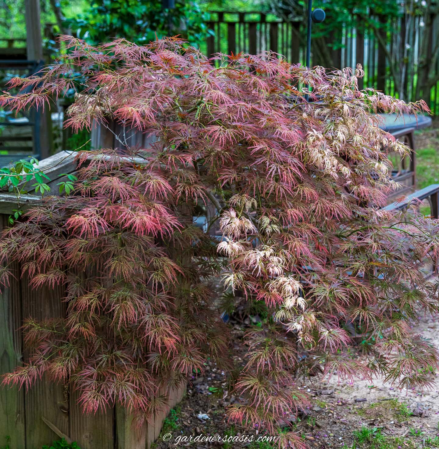 A Japanese maple tree with red leaves growing in a container