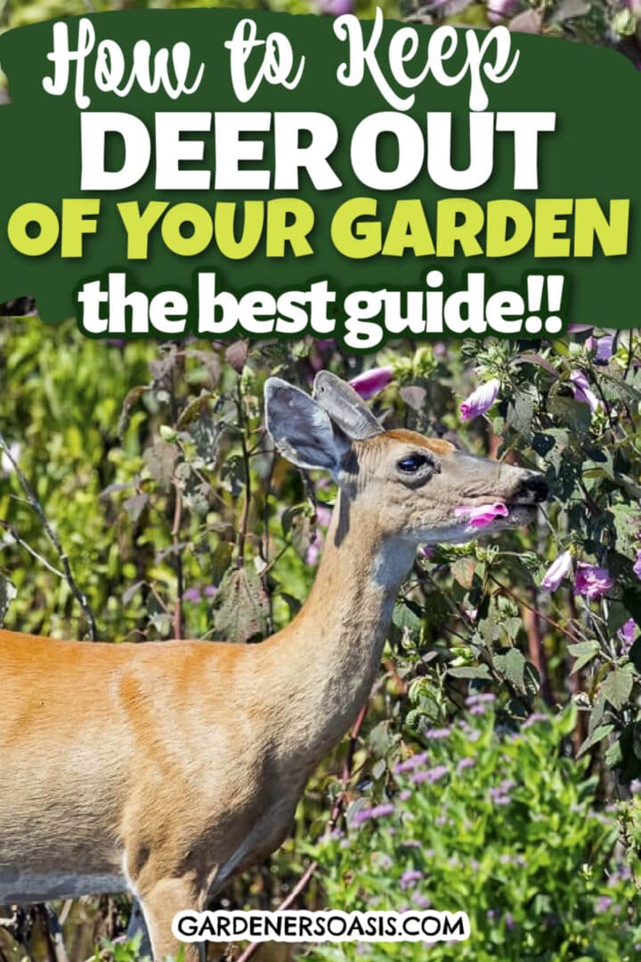 Deer-proof your garden with this comprehensive guide.