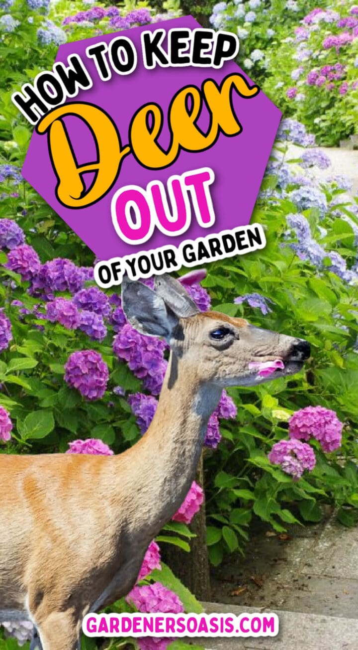 Deer garden deterrence techniques.