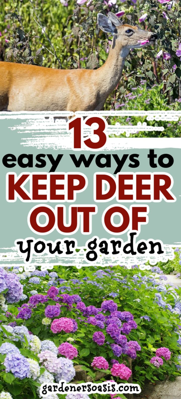 Ways to deter deer from entering and damaging your garden.