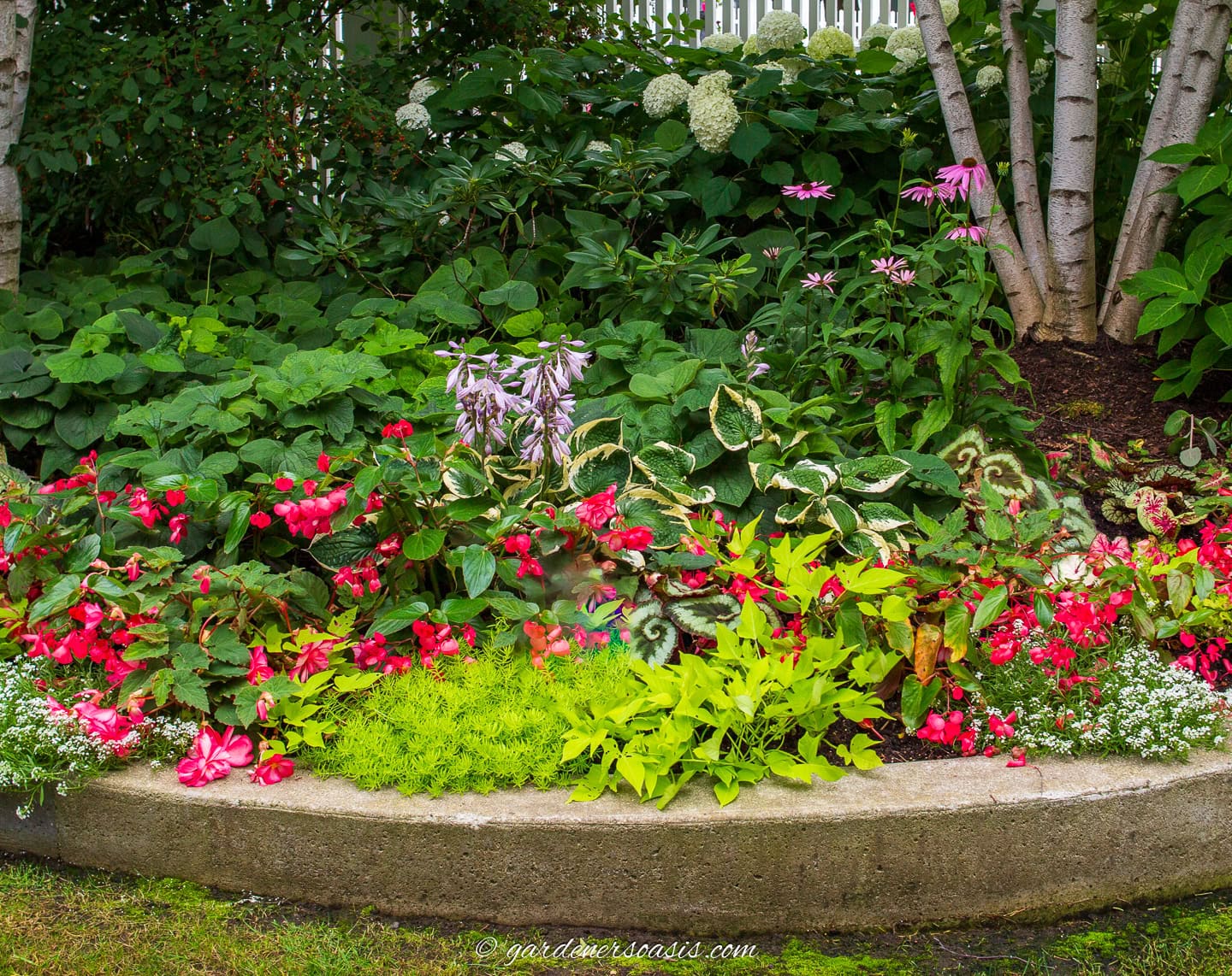 begonia flowers add contrast to sedums, hydrangeas and hostas