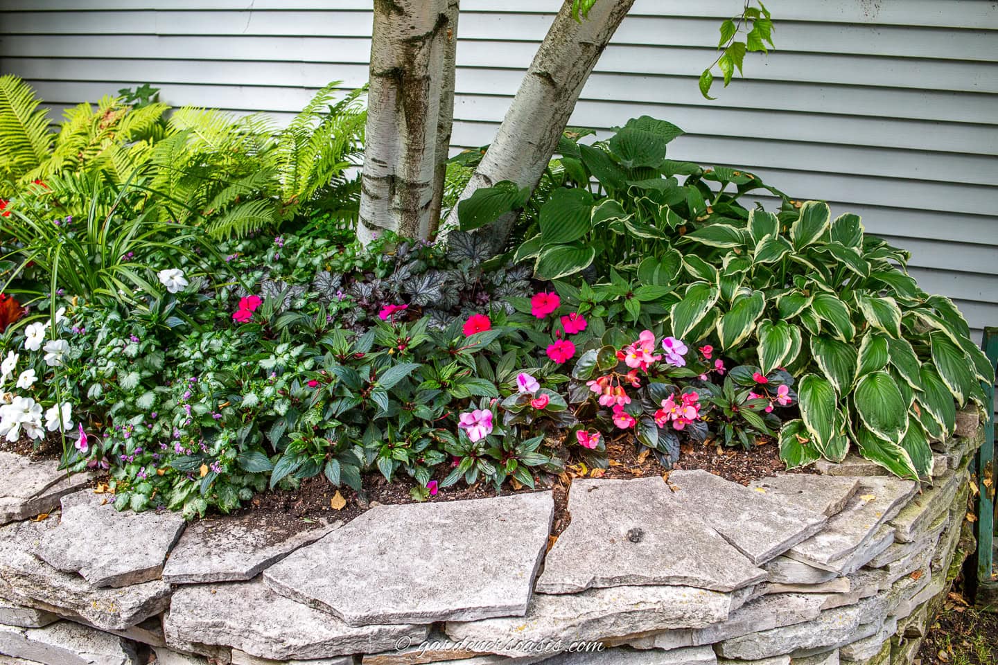 impatiens adding some color to green hostas and ferns