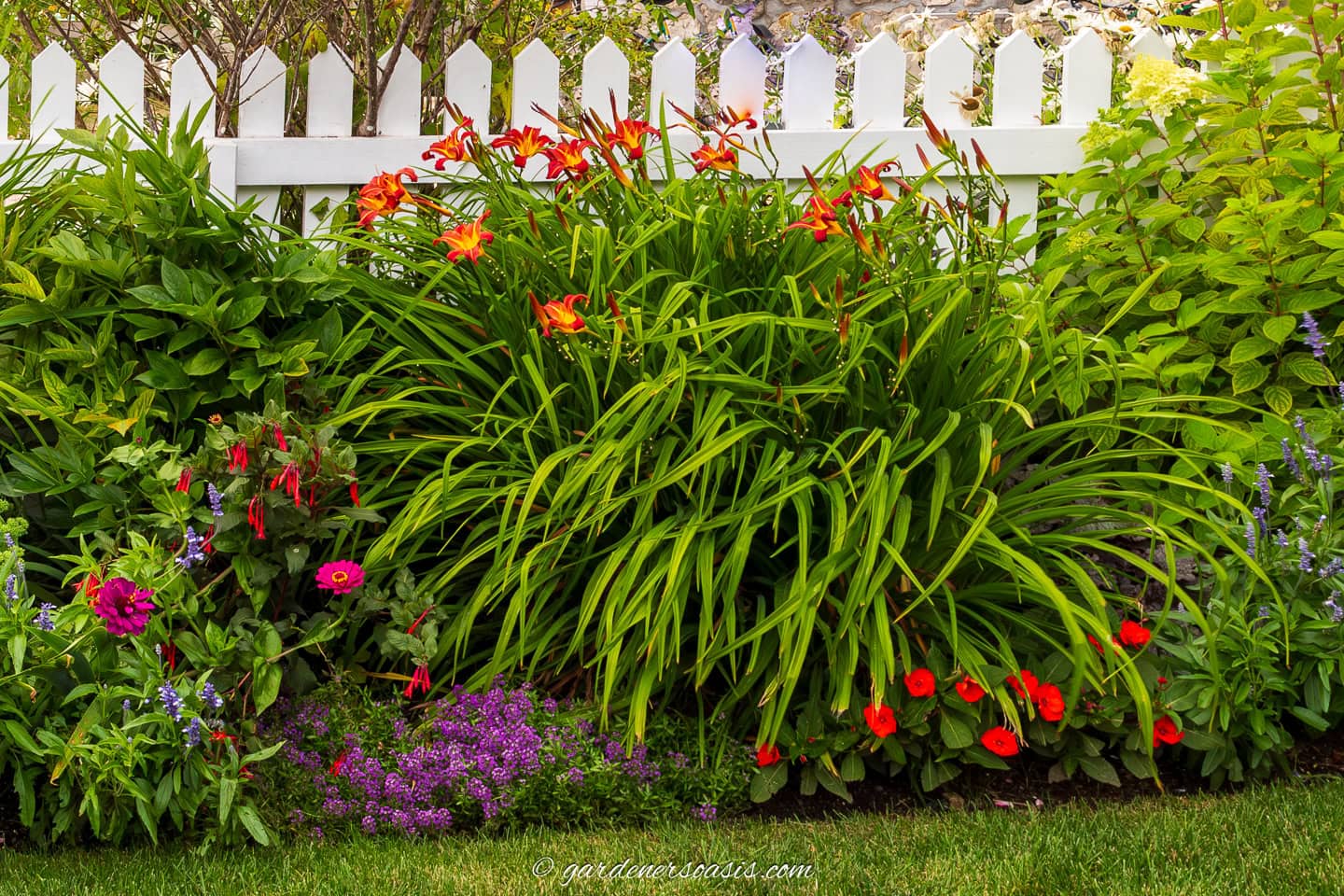 impatiens and alyssum growing under daylilies and hydrangeas