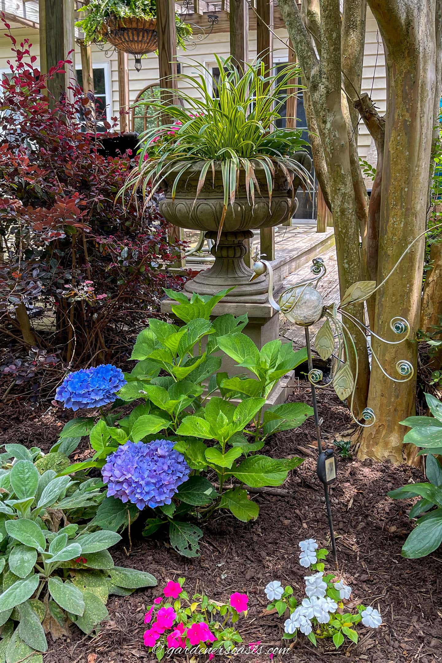 urn with annuals growing behind a hydrangea, Lambs Ears and impatiens