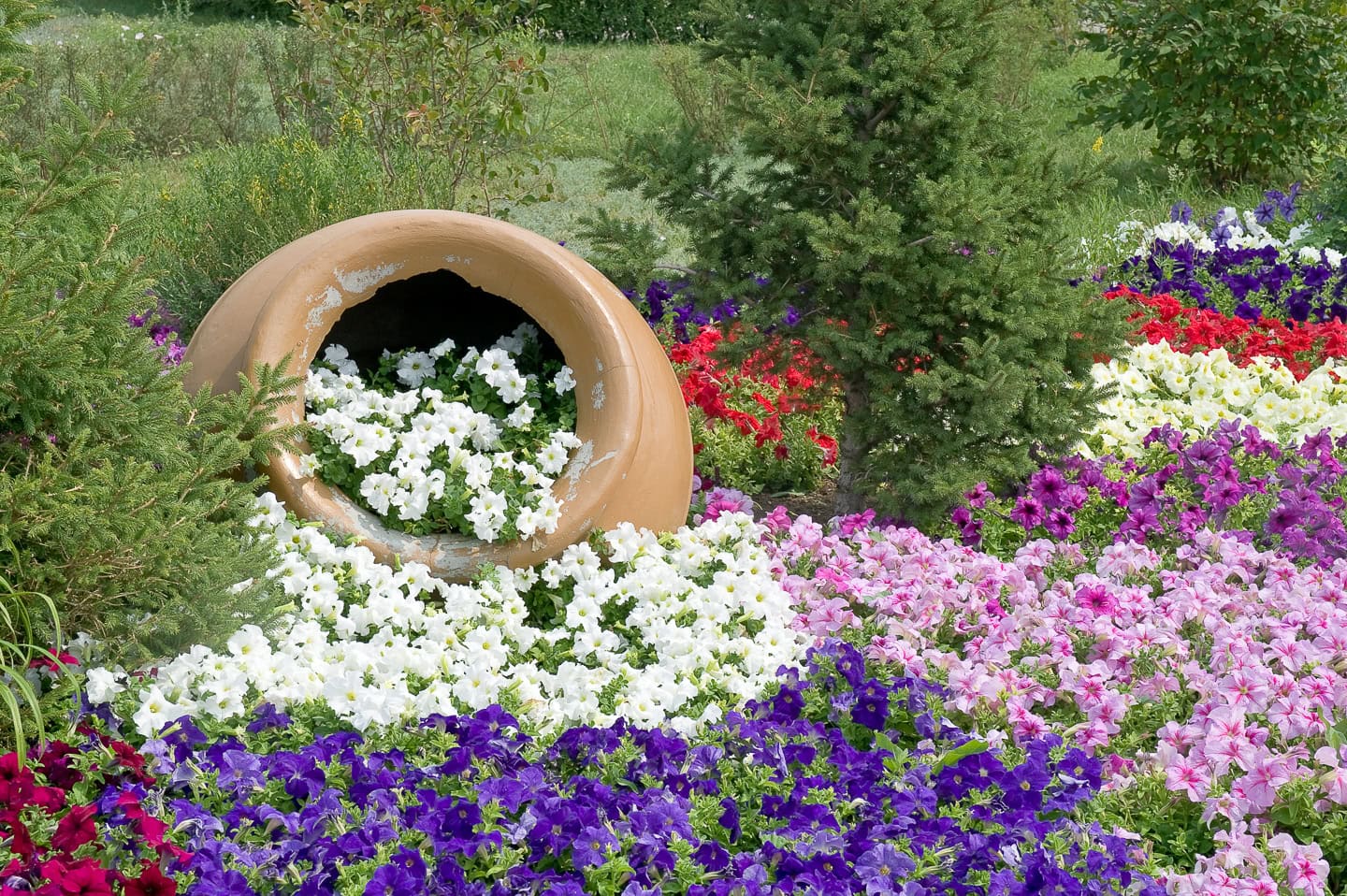 Enormous clay pot with petunias spilling out of it onto a flowerbed
