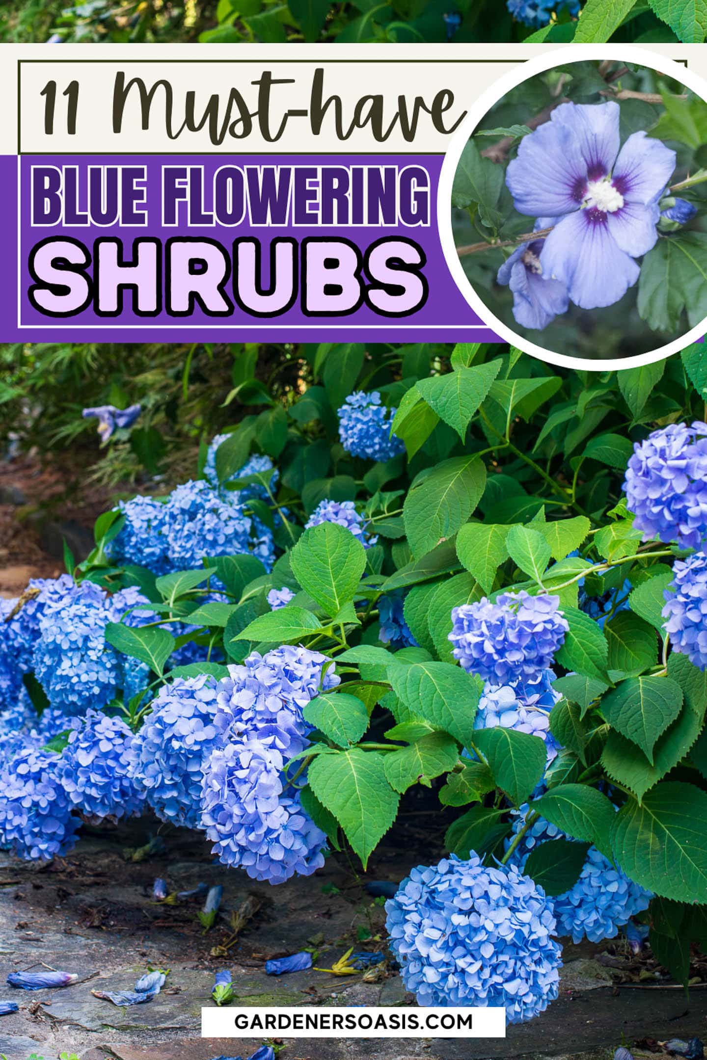 11 must-have blue flowering shrubs